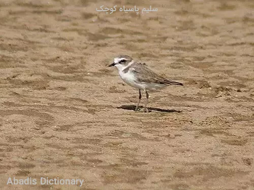 سلیم پاسیاه کوچک